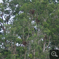 Several sleeping nests of orangutans. Because these are complete brown, the age of the nests is at least one week.