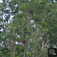 Several sleeping nests of orangutans. Because these are complete brown, the age of the nests is at least one week.