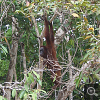 Ein Orang Utan hoch oben im Baum. In der Natur halten sich Orang Utans nur ausnahmsweise und kurz auf dem Erdboden auf. Orang Utans sind die einzigen baumbewohnenden Menschenaffen.