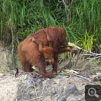 Eine Orang Utan - Mutter mit ihrem Nachwuchs.