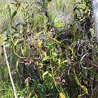 Habitusaufnahme einer Nepenthes madagascariensis.