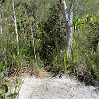 Nepenthes madagascariensis-Biotop.