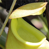 Peristom einer Nepenthes madagascariensis.