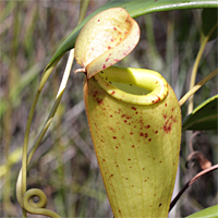 Luftkanne einer Nepenthes madagascariensis.