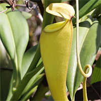 Luftkanne einer Nepenthes madagascariensis.