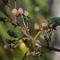 Samenstand einer Nepenthes madagascariensis.