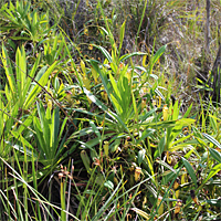 Habitusaufnahme einer Nepenthes madagascariensis.
