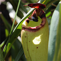 Nepenthes madagascariensis mit potentieller Beute.