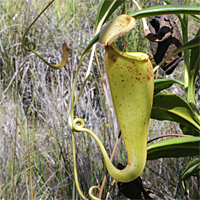 Luftkanne einer Nepenthes madagascariensis. Links und unterhalb der voll entwickelten Kanne sind Kannen in der Entwicklung zu sehen.