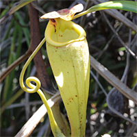 Luftkanne einer Nepenthes madagascariensis.