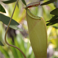 Die Hauptbeute von Nepenthes madagascariensis. Mehrere Ameisen am Peristom.