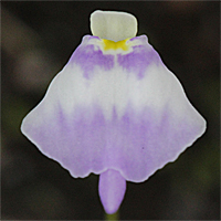 Utricularia arenaria, Blüte von frontal.