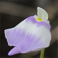 Utricularia arenaria, Blüte von seitlich.