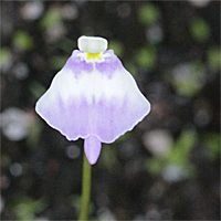 Utricularia arenaria, Blüte von frontal.