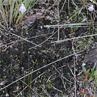 Utricularia arenaria, Habitus.