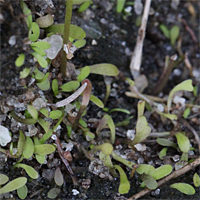 Utricularia arenaria, Blätter.