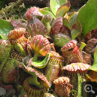 Albany Pitcher Plant (Cephalotus follicularis).