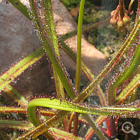 Drosera adelae.