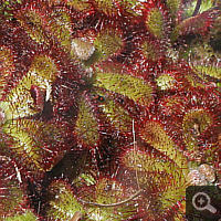 Drosera aliciae.