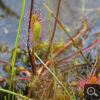 Bisweilen steht auch Drosera anglica relativ nass, ...