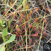 Gruppe von Drosera anglica.