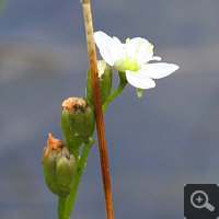 Blüte von Drosera anglica.