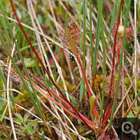 ... häufiger steht Drosera anglica jedoch trockener.