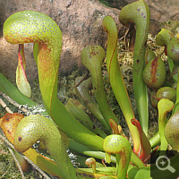 Kobralilie (Darlingtonia californica).