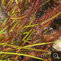 Drosera binata.