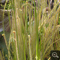 Drosera filiformis.