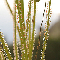 Drosera filiformis.