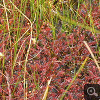 Mass occurrence of Drosera intermedia.