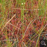 Drosera intermedia zusammen mit Utricularia minor (die zwei gelben Blüten im Hintergrund).