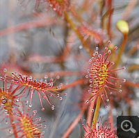 Flooded standing specimen of Drosera intermedia.