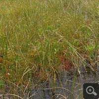 Transition bog in the Allgäu, biotope of all three sundew species.
