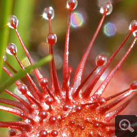 Macro shot of the tentacles of Drosera intermedia.