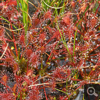 Sehr schön ausgefärbte Drosera intermedia.