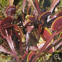 Venus Flytrap (Dionaea muscipula 'red').