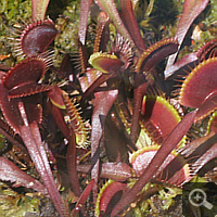 Venusfliegenfalle (Dionaea muscipula 'red').