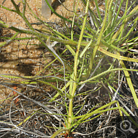 Portoguese Sundew (Drosophyllum lusitanicum).