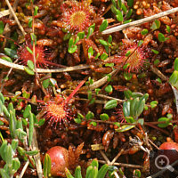 Drosera rotundifolia zusammen mit der Gewöhnlichen Moosbeere (Vaccinium oxycoccos).