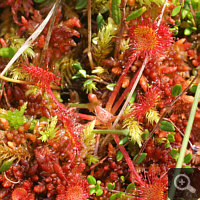 Manchmal ist Drosera rotundifolia im roten Sphagnum nur schwer zu entdecken.