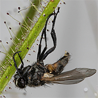 Eine Stubefliege an einer Taupflanze (Roridula gorgonias).