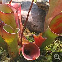 Sun pitcher-hybrid (Heliamphora heterodoxa x ionasii).