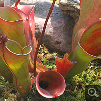 Sumpfkrug-Hybride (Heliamphora heterodoxa x ionasii).