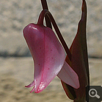 Sun pitcher-hybrid (Heliamphora heterodoxa x ionasii), blossom in May 2011.