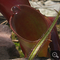 Sun pitcher-hybrid (Heliamphora heterodoxa x ionasii).