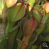 Sun pitcher (Heliamphora hispida).