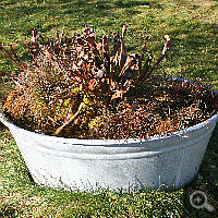 A bog pot (in this case an old laundry tub) in winter.