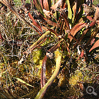 Alte Schläuche einer Sarracenia flava im Winter.